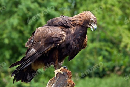 Preview: Golden Eagle - Scottish Highlands