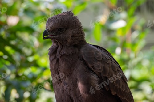 Preview: Close up of The changeable hawk eagle or crested hawk eagle, Nisaetus cirrhatus