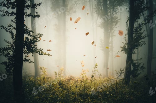 Preview: Leaves falling in mysterious autumn forest with fog