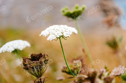 Preview: nature