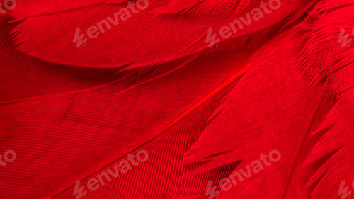 Preview: texture of red bird feathers