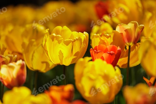 Preview: field of yellow blooming tulip flowers. grow plants in park in meadow for sale. florist and