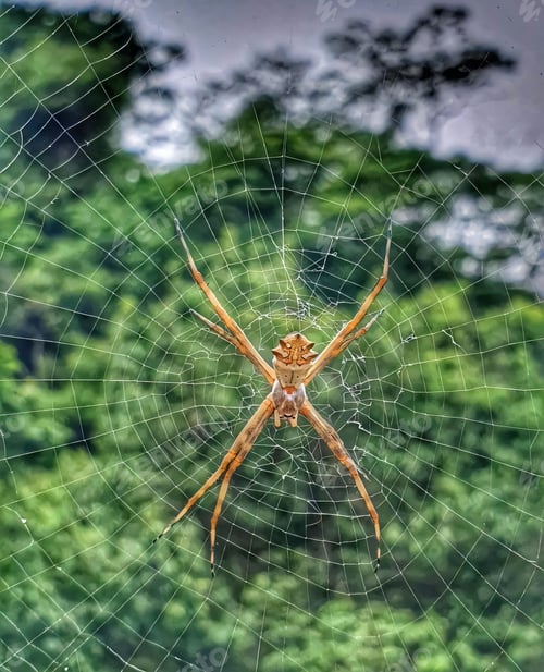 Preview: Spider on Web with Forest Backdrop