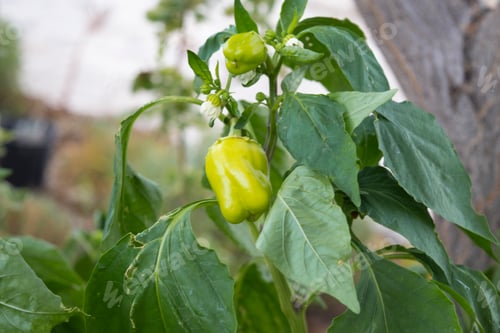 Preview: Green pepper fruit in the garden