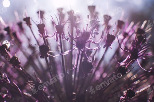 Preview: wild onions closeup. purple flower background. wild leek background.