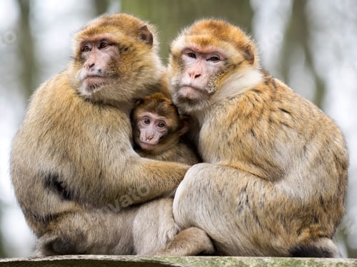 Preview: Berber monkeys with baby