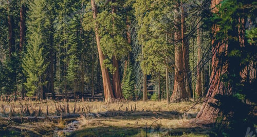 Preview: Sierra Nevada California Giant Sequoias