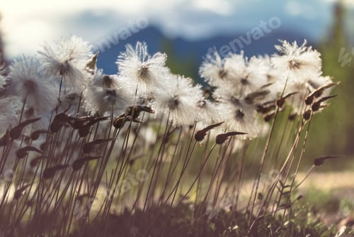 Preview: Polar flowers