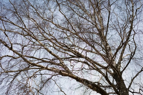 Preview: Tree silhouette on hazed blue sky background