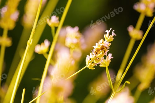 Preview: Bee pollinating a flower in sunlight in summer day