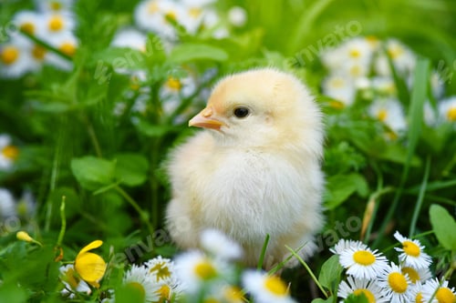 Preview: Little chicken on green grass with daisies