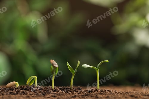 Preview: Little green seedlings growing in fertile soil against blurred background. Space for text