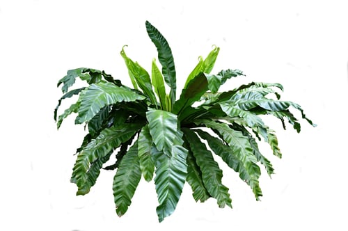 Vista previa: A Bird's Nest fern- Asplenium nidus, isolated on white background