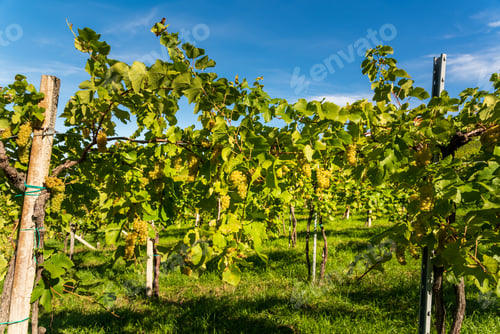 Preview: Crops of white grapes with green leaves on the vine. fresh fruits. Harvest time early Autumn