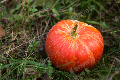 Preview: Orange round pumpkin on green grass. Autumn harvest festival, Halloween, thanksgiving.