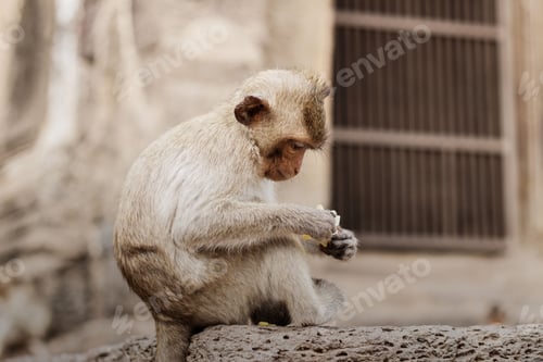 Preview: monkey on the old building