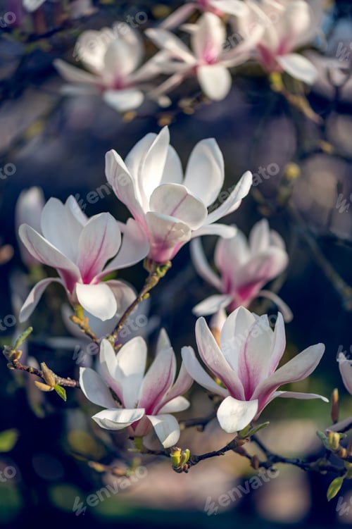 Preview: Pink Magnolia Tree with Blooming Flowers during Springtime