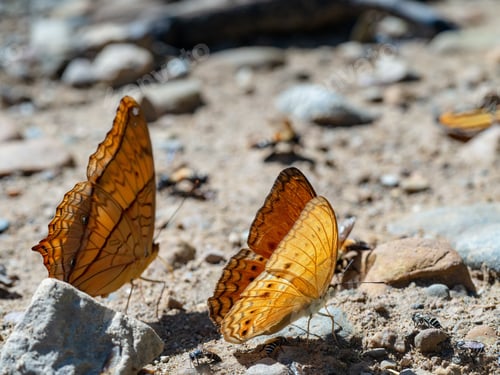 Preview: Closeup shot of beautiful orange butterflies in nature
