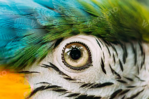 Preview: Eye Of Blue-and-yellow Macaw Also Known As The Blue-and-gold Mac