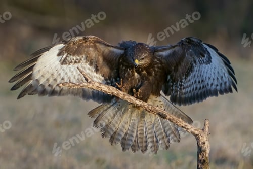 Preview: Common buzzard (Buteo buteo)