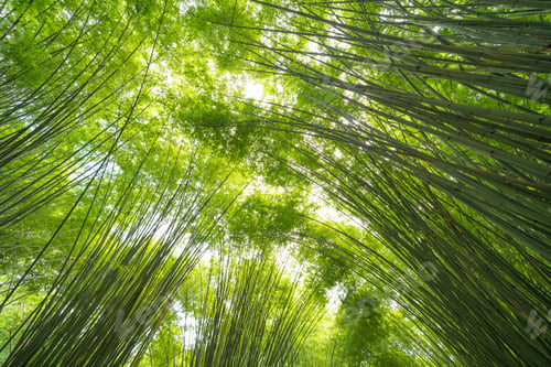 Preview: Japanese Bamboo Forest. Tall trees at Arashiyama in Kyoto, Japan.