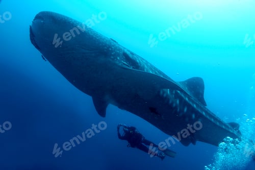 Preview: Whale Shark, Galápagos National Park, Ecuador