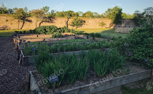 Preview: Herbs in a garden
