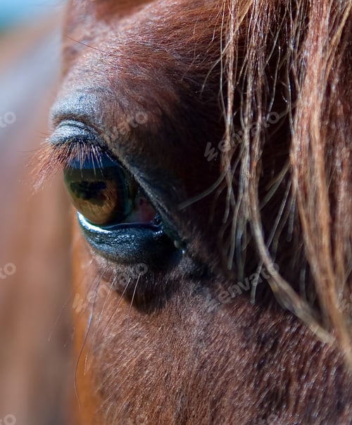 Preview: Horse