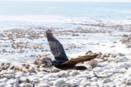 Preview: Cape Cormorant flying with nesting material in its beak