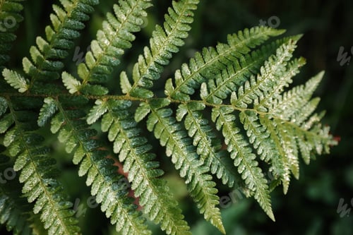 Preview: Green fern covered with hoarfrost in forest, top view