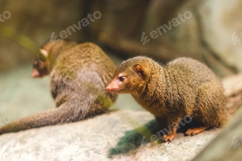 Preview: Wild animals seen in an enclosure at the zoo