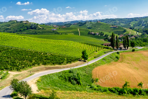 Preview: Vineyards near Barbaresco, Cuneo, in Langhe