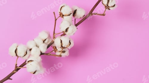 Preview: White Cotton branch on pink color background Flat lay Top view.