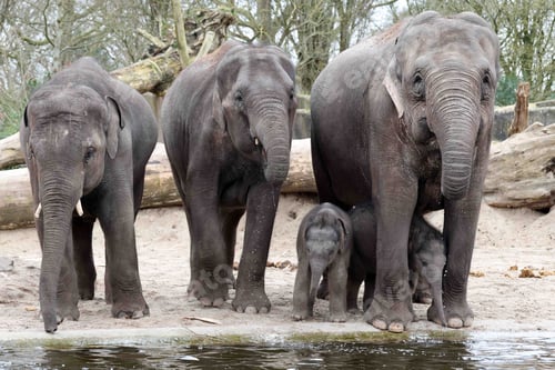 Preview: Asian elephant family group close up