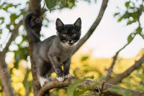Preview: Curious kitten balancing on a tree branch in a garden