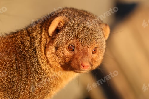 Preview: Close-up of a mongoose in sunlight