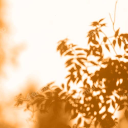 Preview: Abstract leaves shadow on orange background.