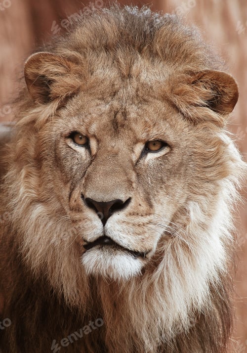 Preview: lion