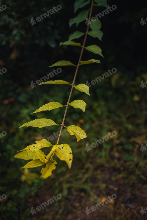 Preview: Close up image of orange autumn leaves at soft light