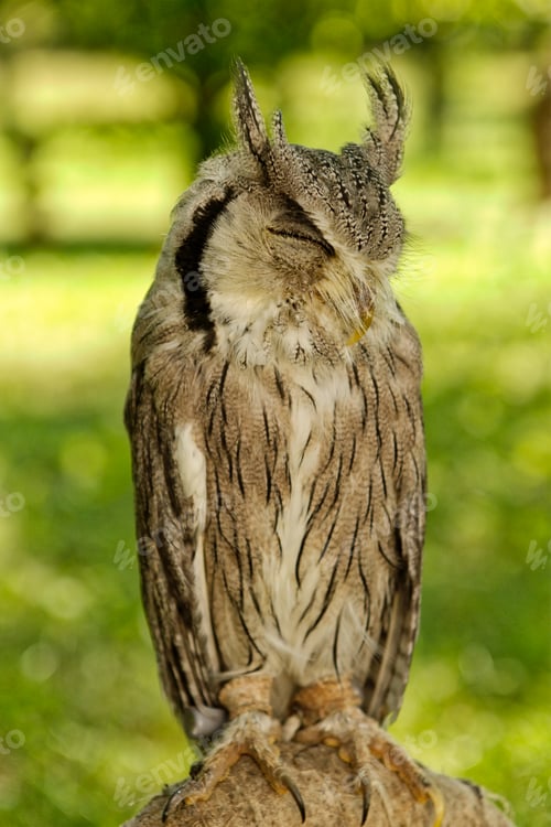 Preview: Southern white-faced owl (Ptilopsis granti)