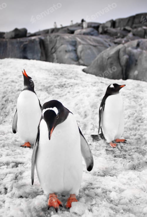 Preview: Three penguins