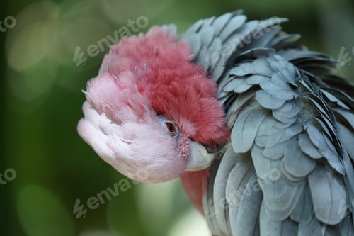 Preview: Galah cockatoo