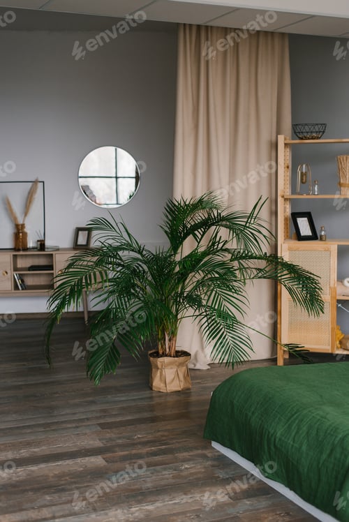 Preview: Indoor plants date palm in the interior of a bedroom or living room in a Scandinavian style