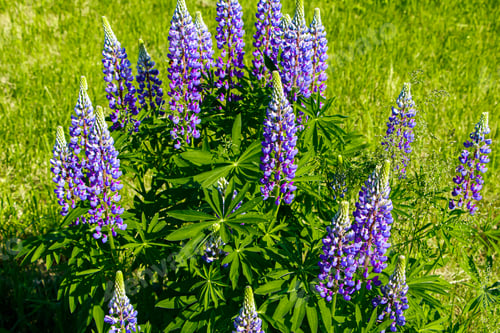 Preview: Purple lupine flowers in the sun. Blooming wild plants. Lupines field.
