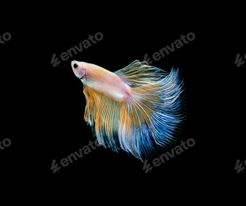 Preview: Betta fish, siamese fighting fish, betta splendens isolated on black background