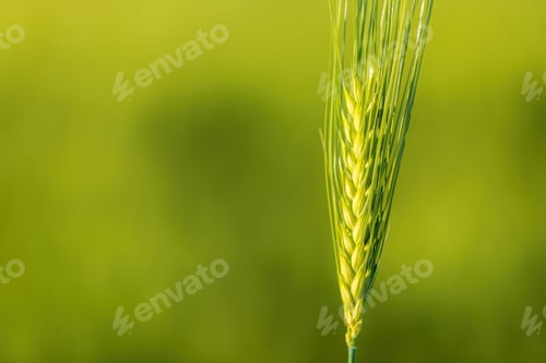 Preview: Green barley crop ear in field