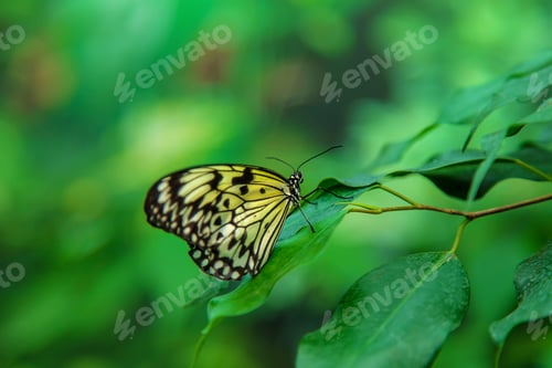 Preview: Yellow butterfly idea on a leaf. Idea leuconoe.