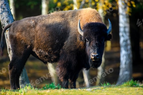 Preview: Wild adult Bison in the autumn forest. Wild animal in the natural habitat