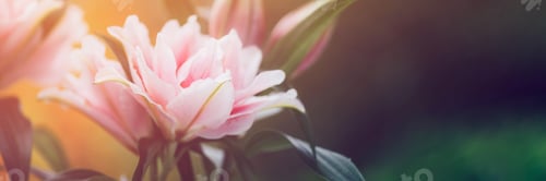 Preview: Scented pollen-free double lilies