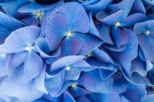 Preview: Blue Hydrangea Flower